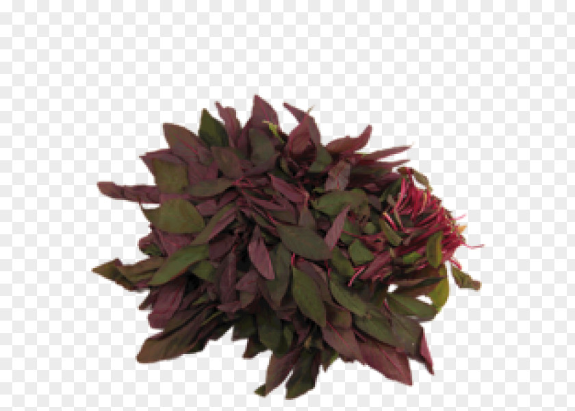 Flower Flowerpot Herb PNG