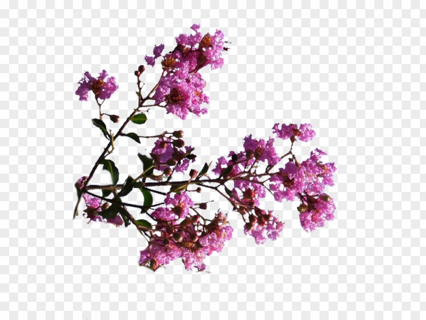 Pink Flowers Perfume DeviantArt Digital Art PNG