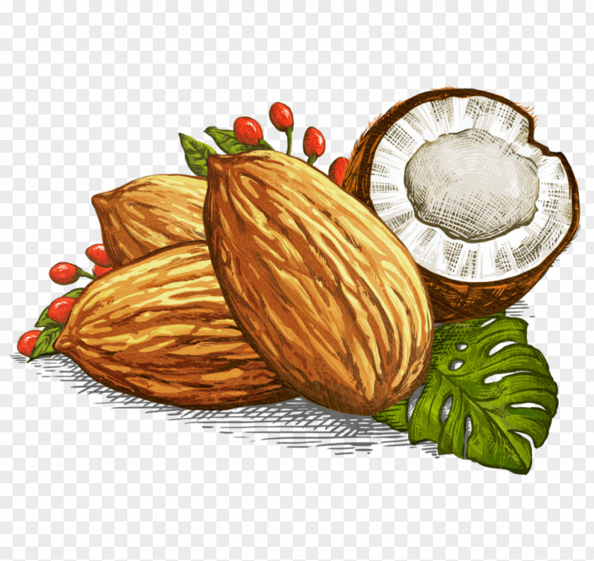 Badam Illustration Macadamia Nut Superfood Bar Almond PNG