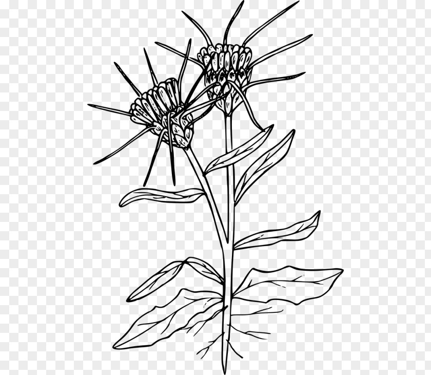 Bighead Knapweed Perennial Clip Art Drawing Image Yellow Star-thistle PNG