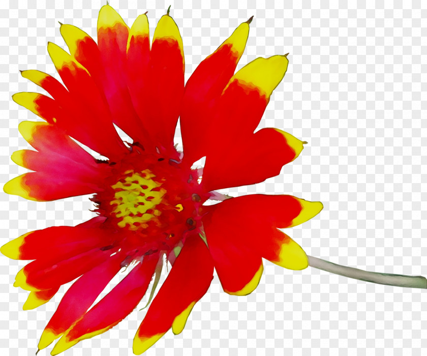Chrysanthemum Yellow Cut Flowers Annual Plant PNG