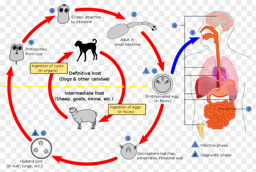 Cycle Echinococcosis Dog Echinococcus Granulosus Multilocularis Alveolar Hydatid Disease PNG