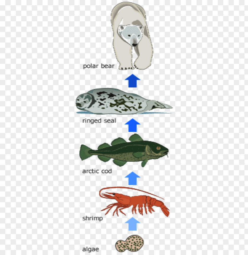 Food Chain Polar Bear Earless Seal Web PNG