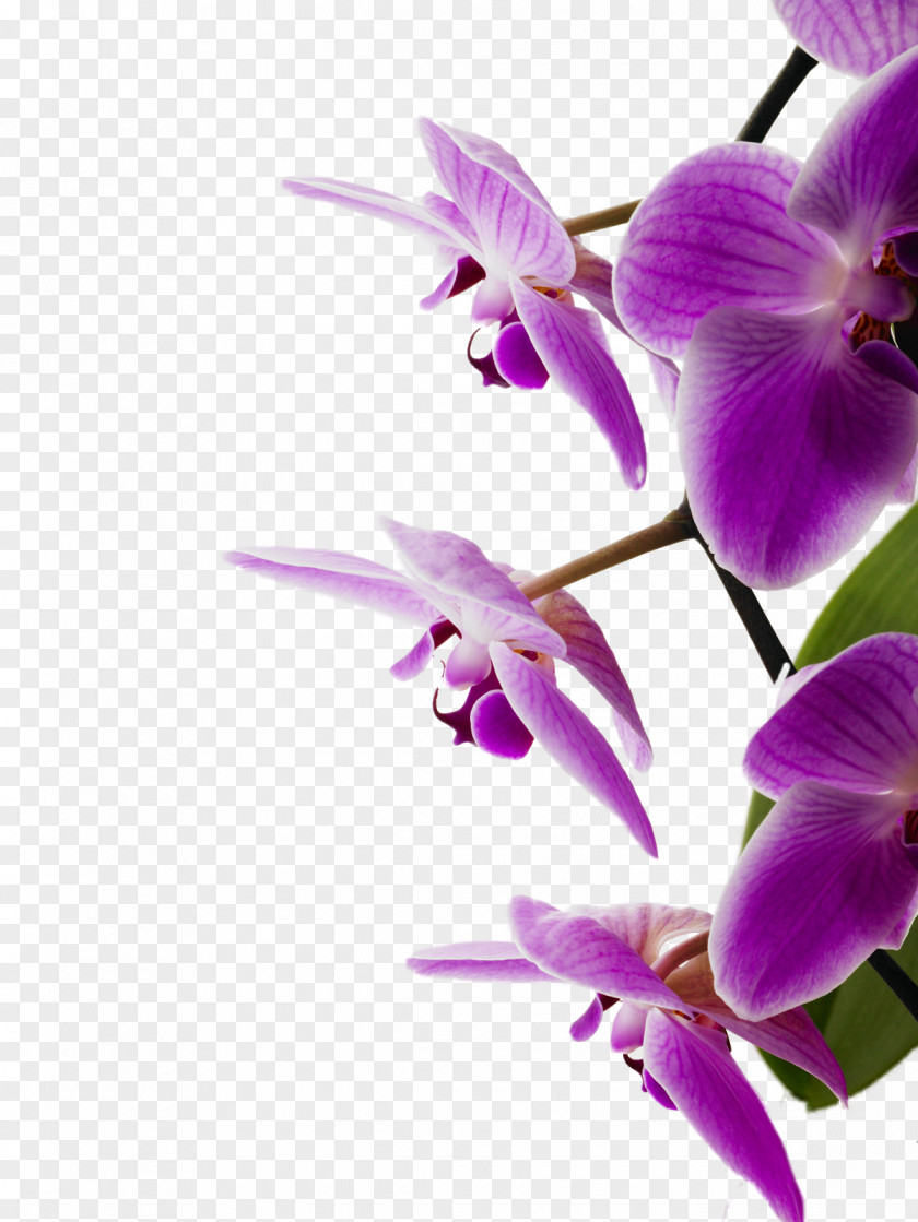 Orchid Bedroom Orchids Violet Flower PNG