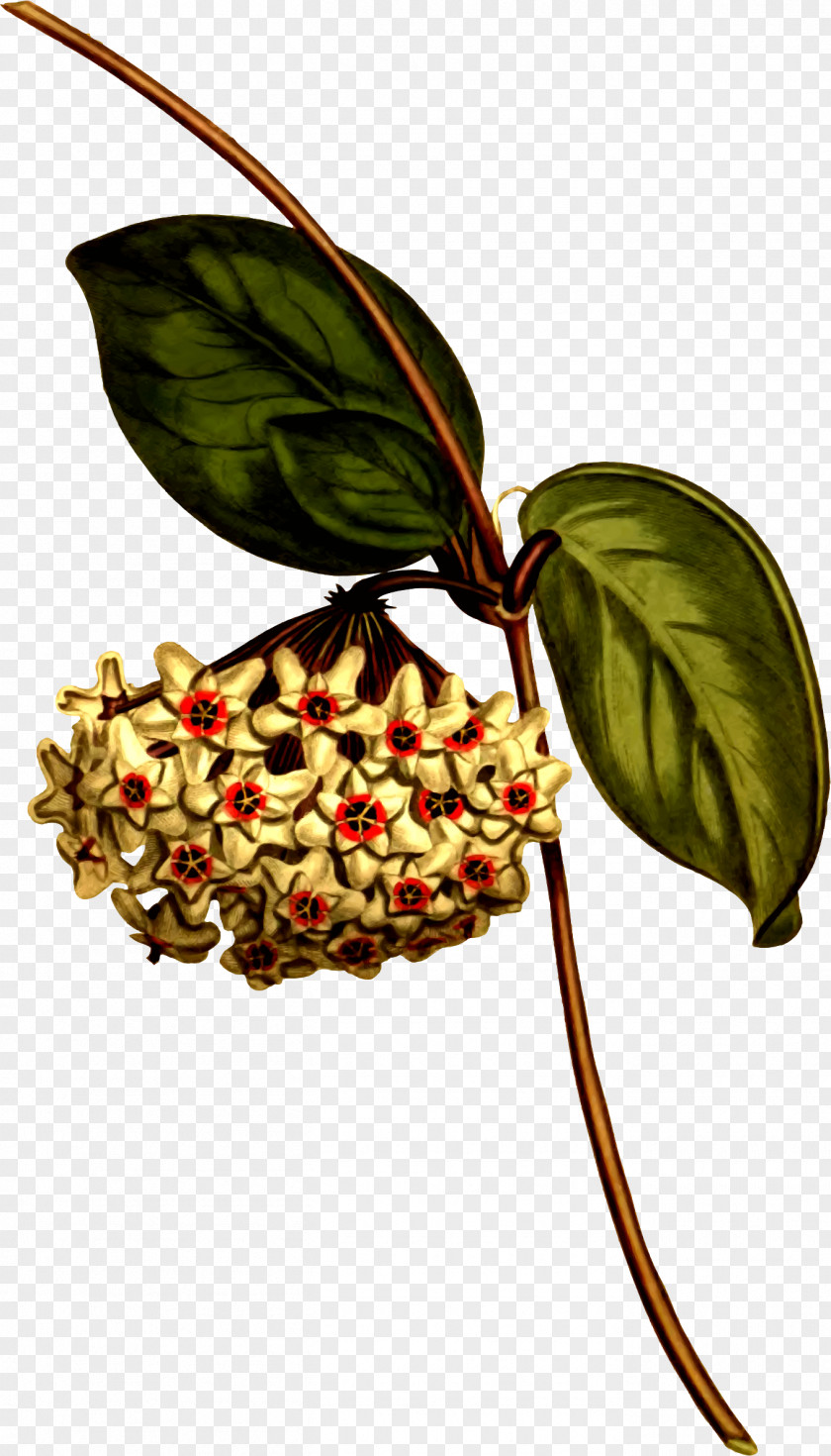 Plant Hoya Carnosa Botanical Illustration Botany PNG