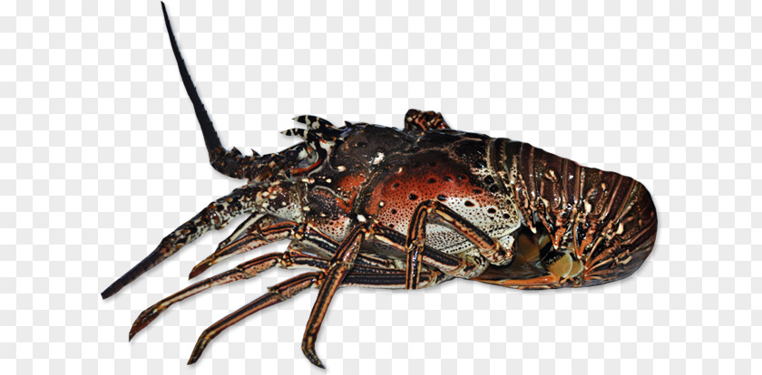 American Lobster European Spiny Crayfish Crab PNG lobster Crab, clipart PNG