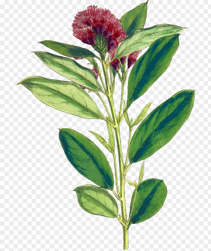 Combretum Platypetalum PNG