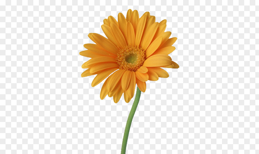 Sunflower Flower Download PNG