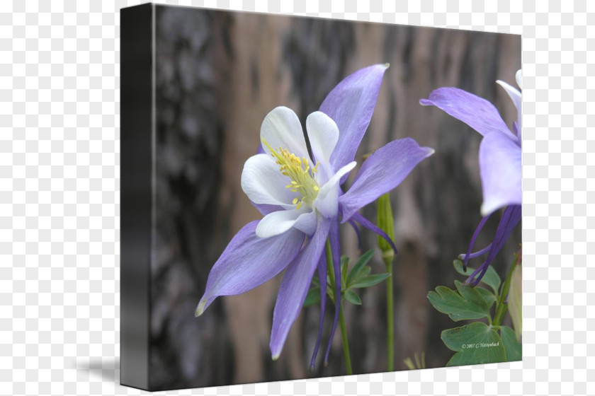 Violet Columbine Bellflower Family Petal Bellflowers PNG