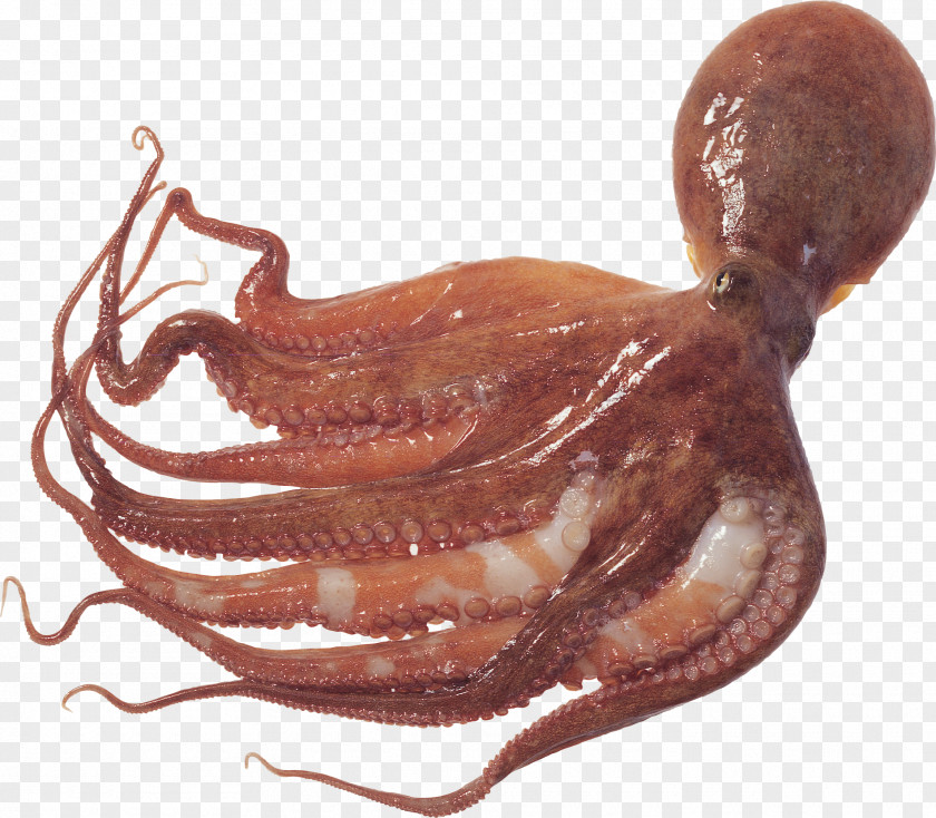 Aura Octopus Squid As Food Cuttlefish PNG