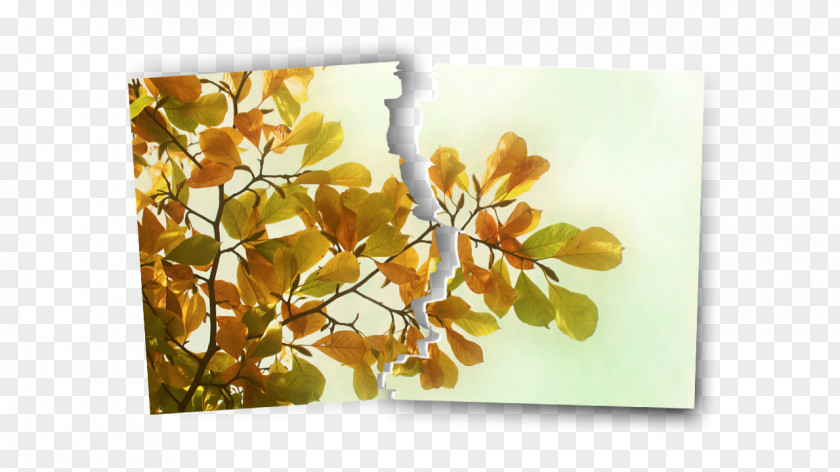 Autumn Desktop Wallpaper 1080p High-definition Television PNG