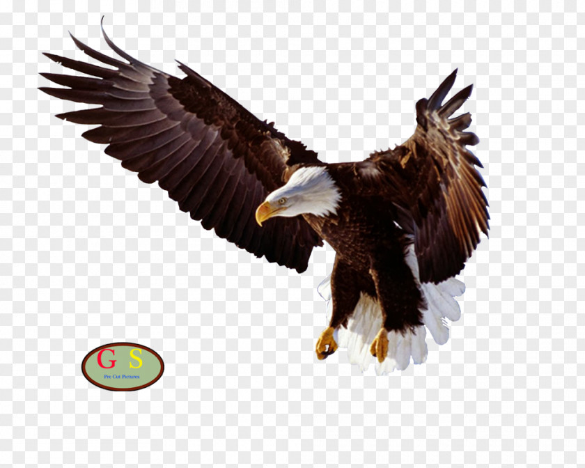 I Bald Eagle Bird Clip Art PNG
