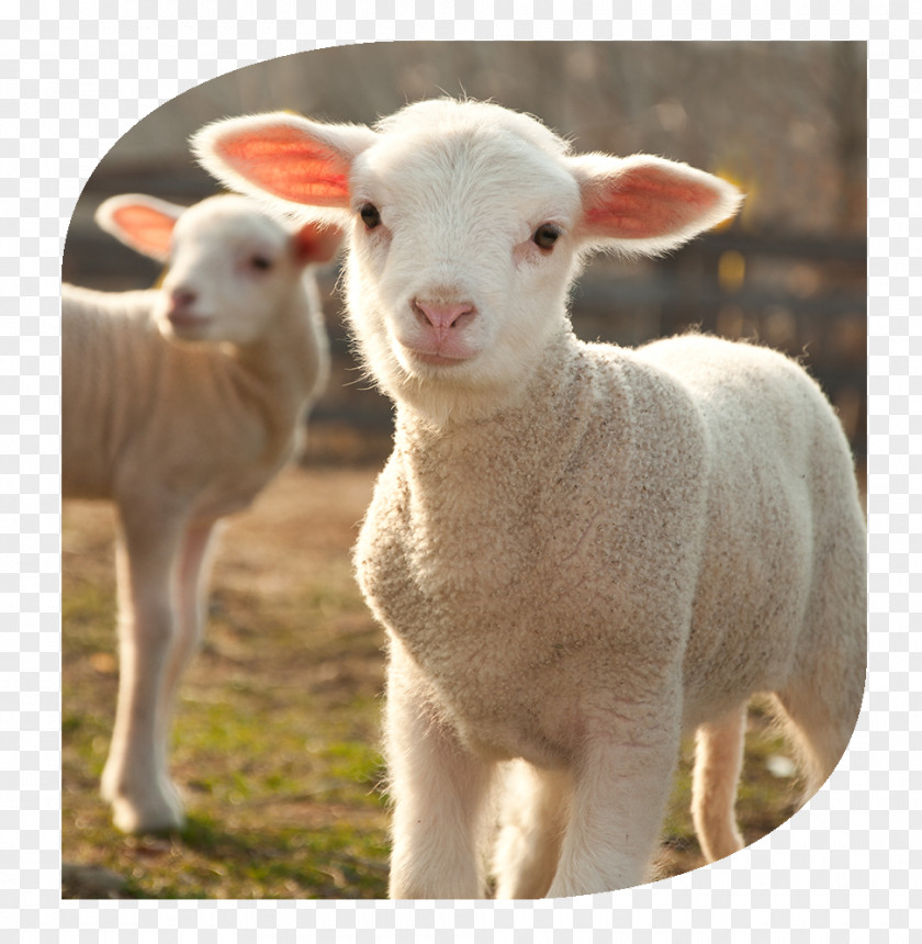 Lamb 4 Pics 1 Word Shetland Sheep And Mutton Farming Stock Photography PNG