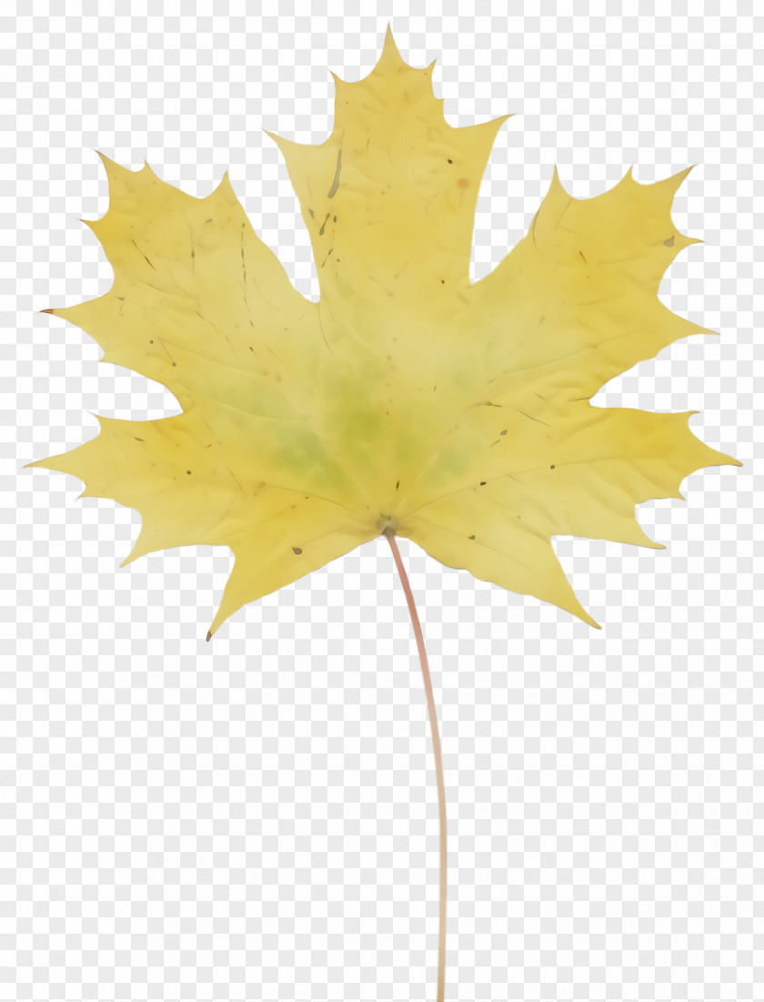 Flowering Plant Planetree Family Maple Leaf PNG