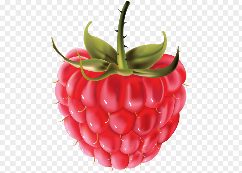 Raspberry Clip Art PNG