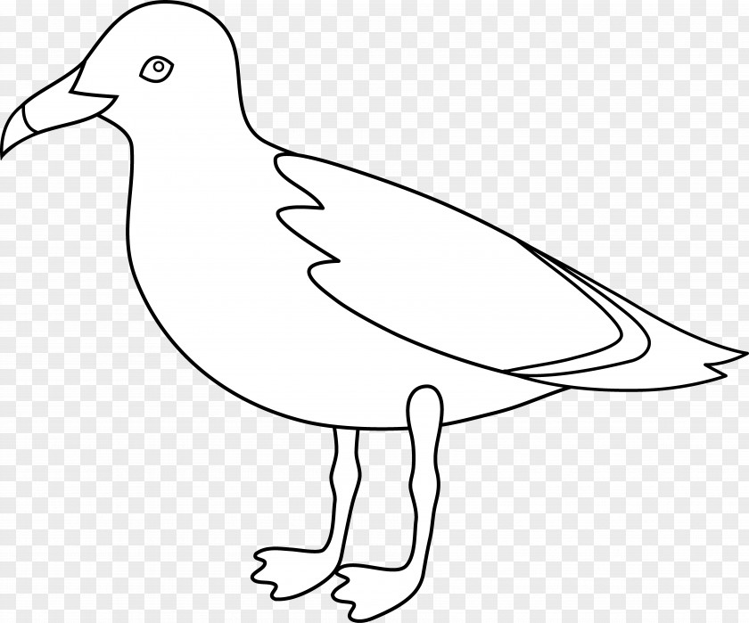 Seagulls Clipart Gulls Bird Drawing Clip Art PNG