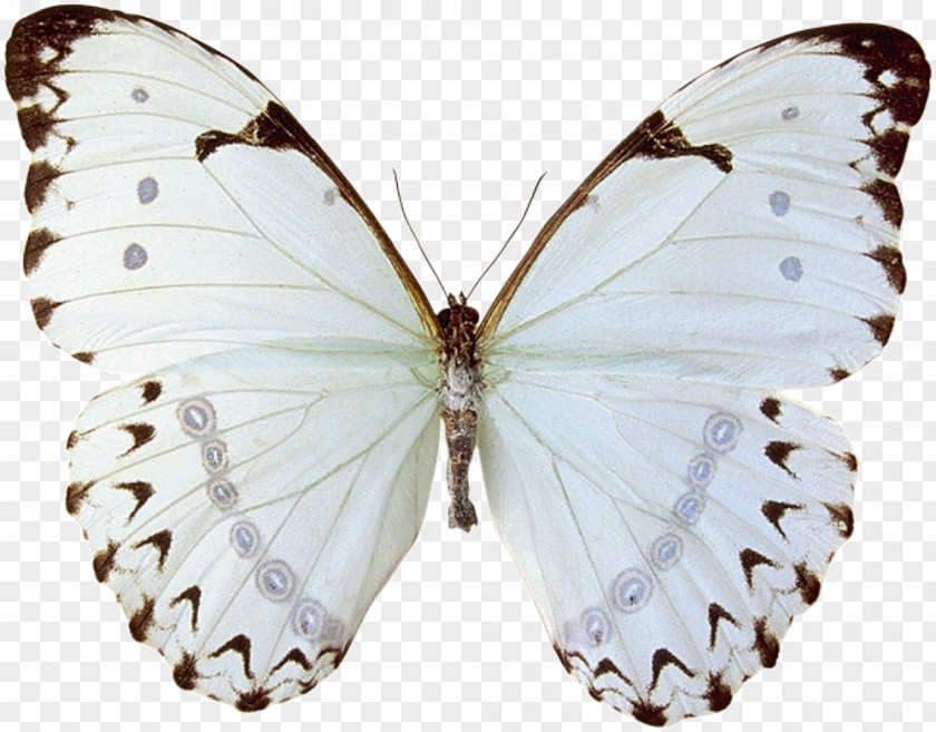Butterfly Supper With The Spirits Monthly Fire Ceremony Insect Blue PNG