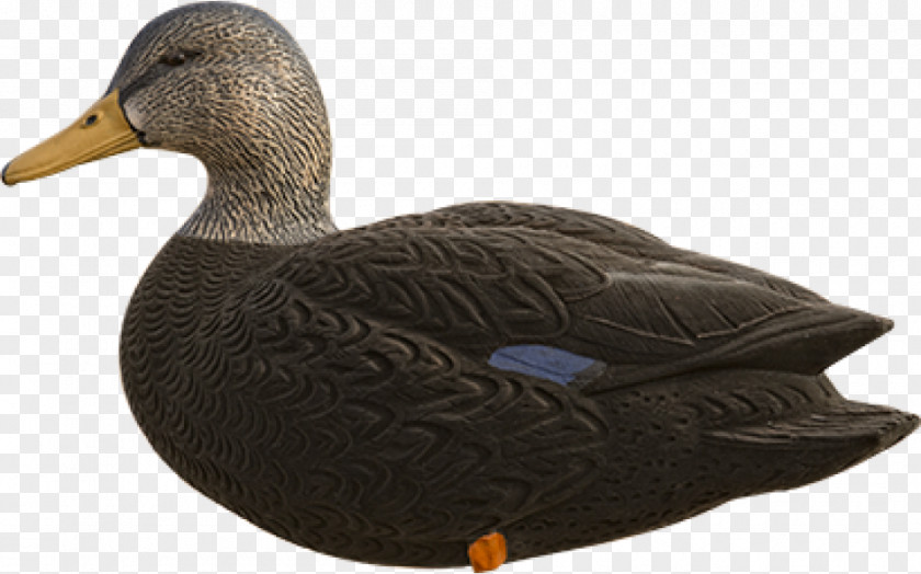 Goose Mallard American Black Duck Cayuga PNG