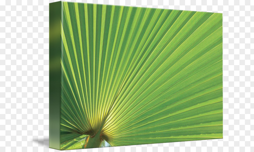 Leaf Gallery Wrap Green Canvas Art PNG