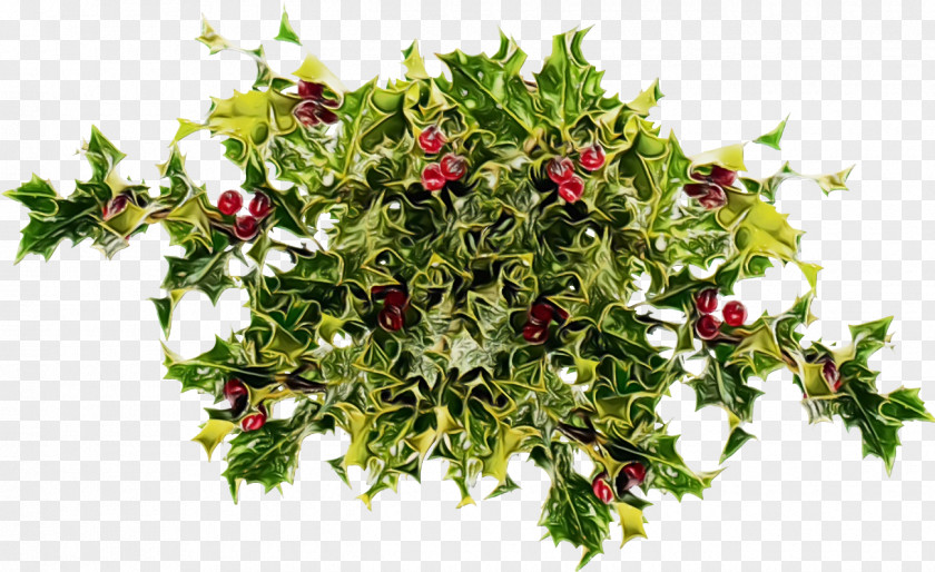 Plant Flower Holly PNG