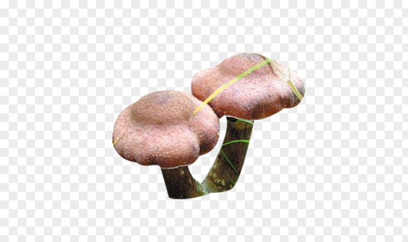Umbrella Hazel Mushroom Picture Material PNG