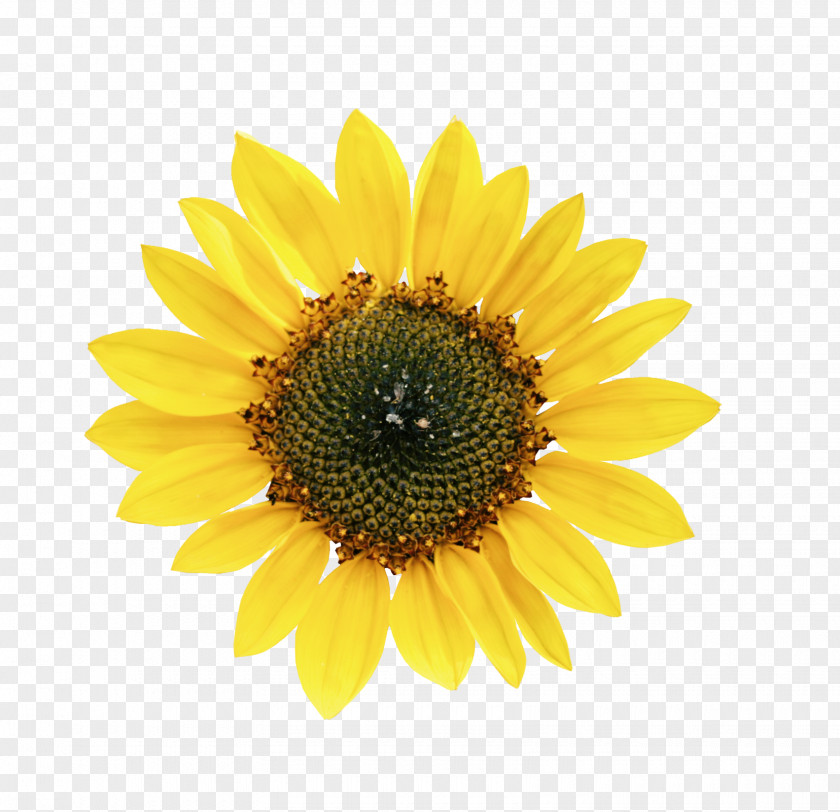 Beautiful Yellow Sunflowers Common Sunflower Petal Seed PNG
