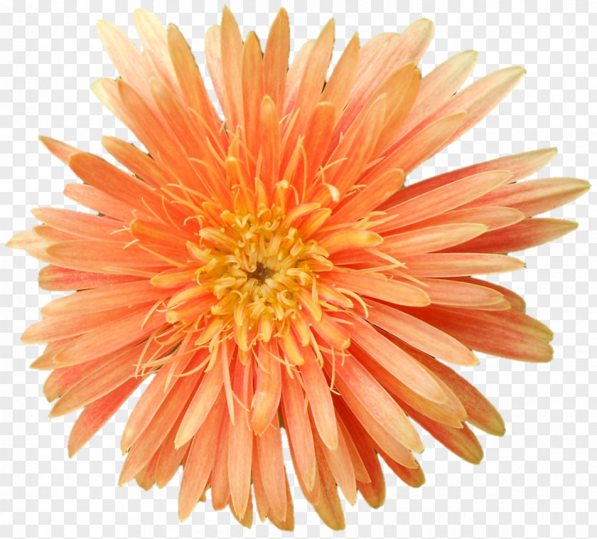 Chrysanthemum Transvaal Daisy Cut Flowers Dahlia Petal PNG