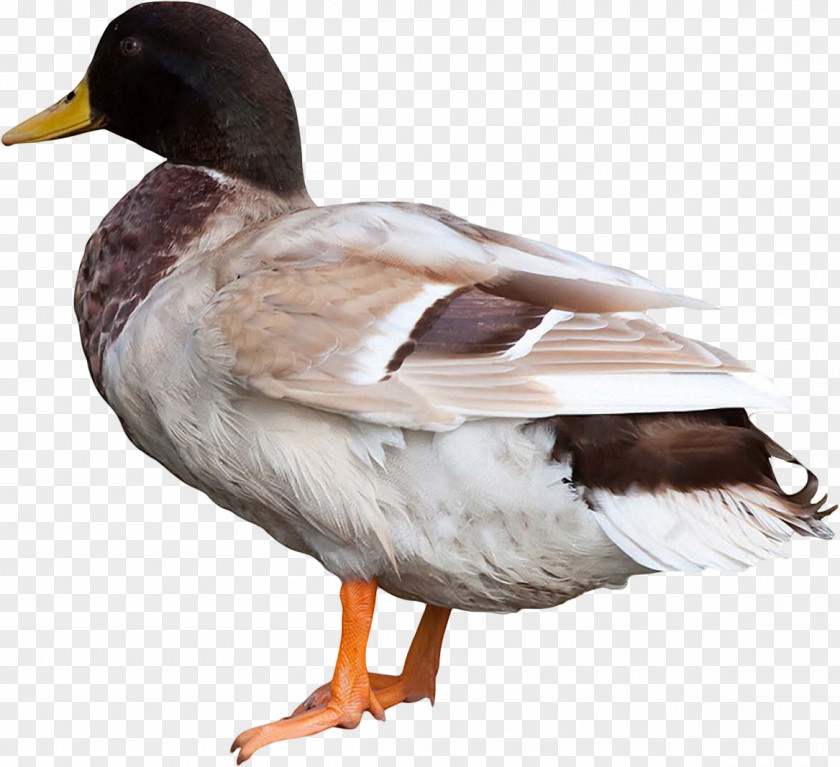 Duck Goose Bird Animal Mallard PNG