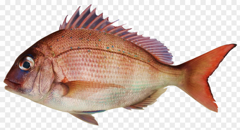 Fish Pond Seafood Pagrus Major PNG