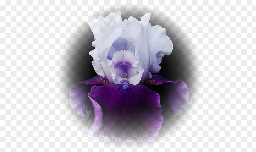 Flower Irises Perennial Plant Wall Iris Croatica PNG