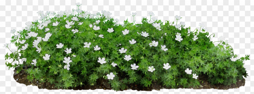 Flowering Plant Groundcover Flower Green Shrub Grass PNG