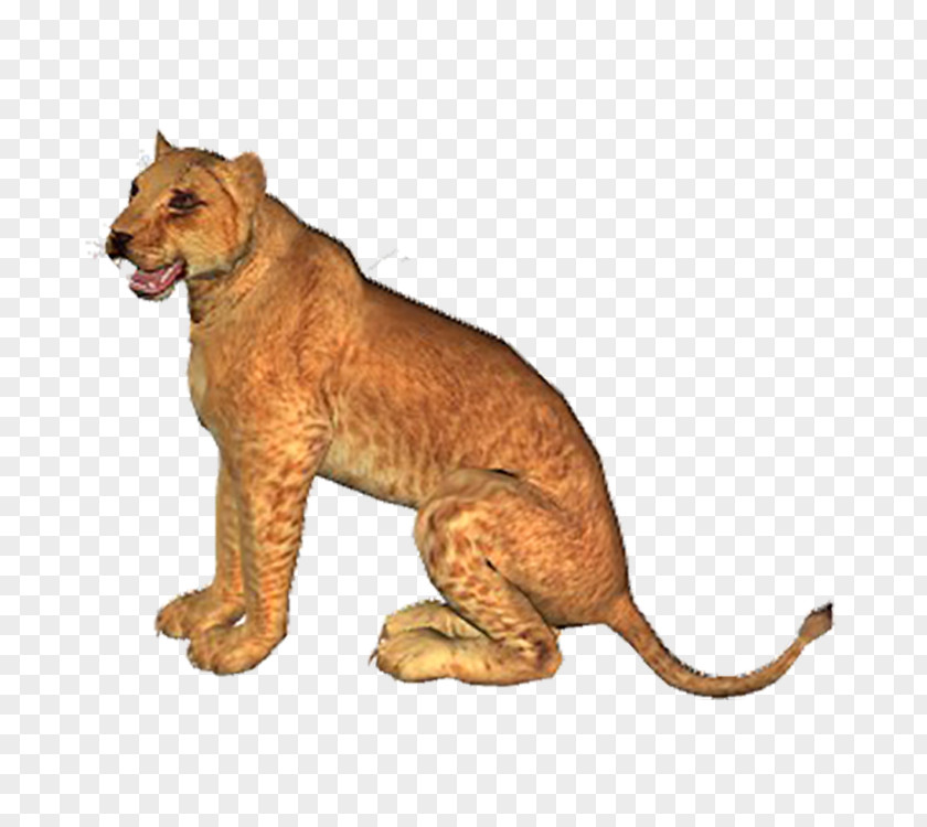 Lion Download Tiger Computer File PNG