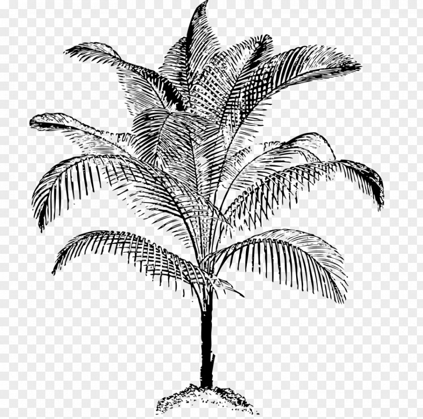 Palm Tree Arecaceae Coconut Drawing Clip Art PNG