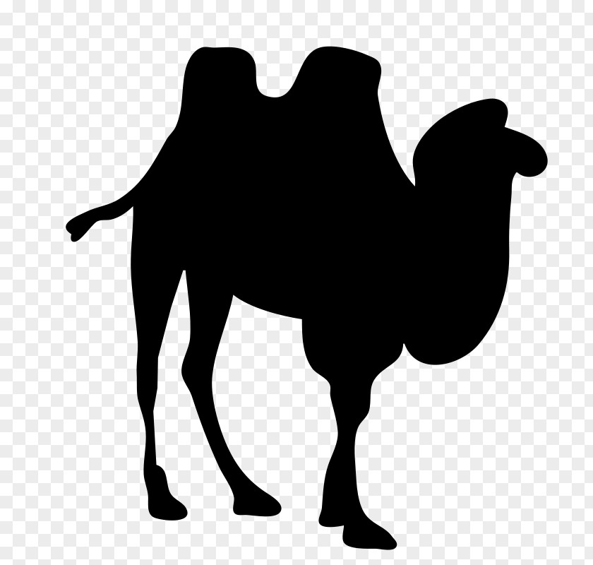 Silhouette Bactrian Camel Dromedary Clip Art PNG