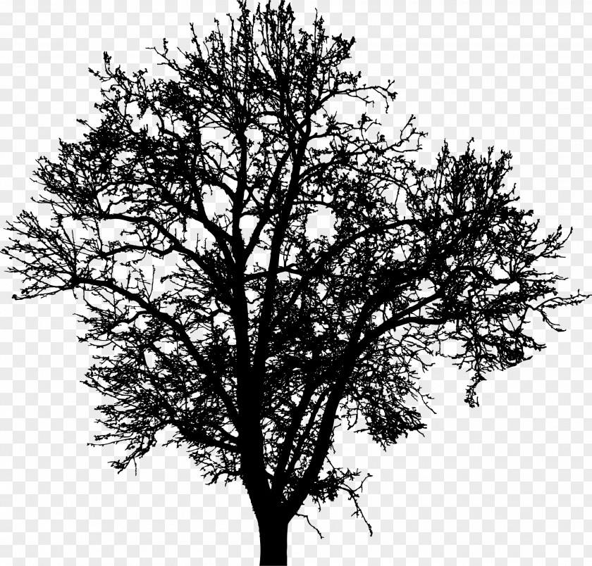 Tree Silhouette Branch Drawing Clip Art PNG