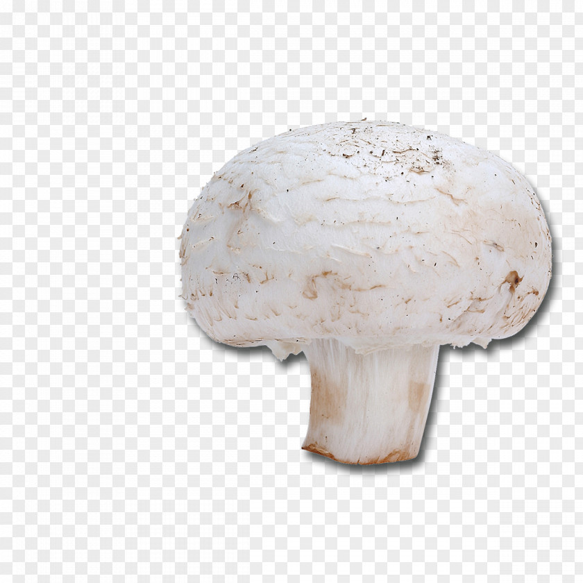Champignon Common Mushroom Dietary Fiber Recipe Riboflavin PNG