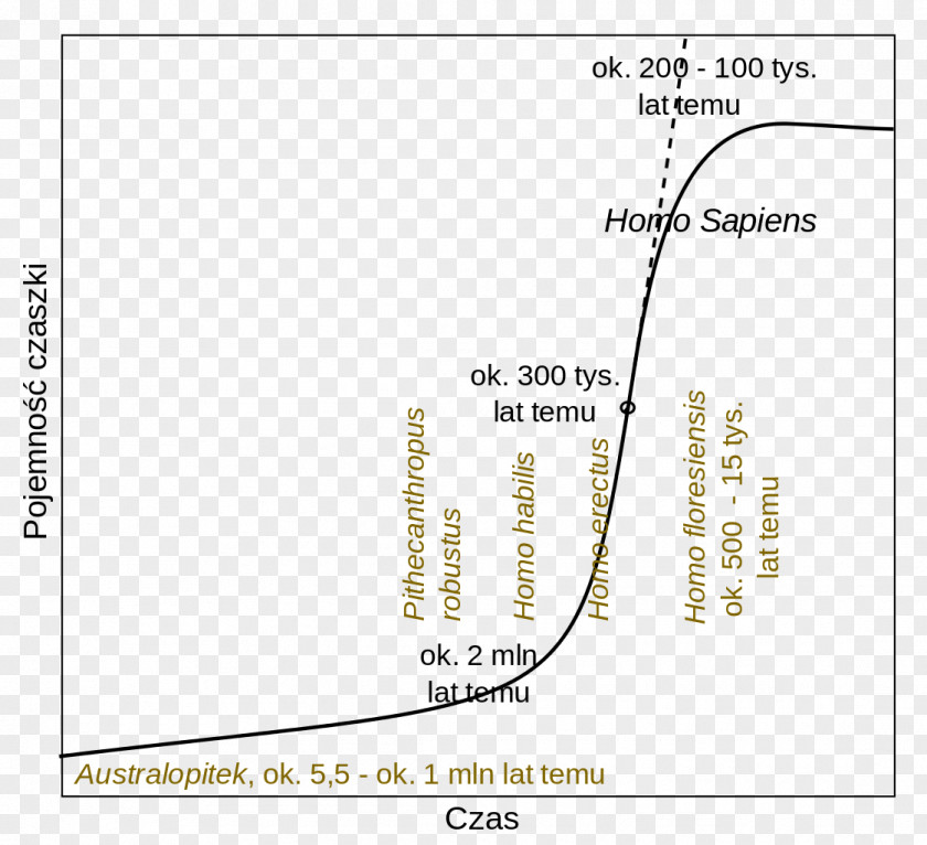 Cranial Hominidae Human Southern Ape Endurance Running Hypothesis Evolution PNG