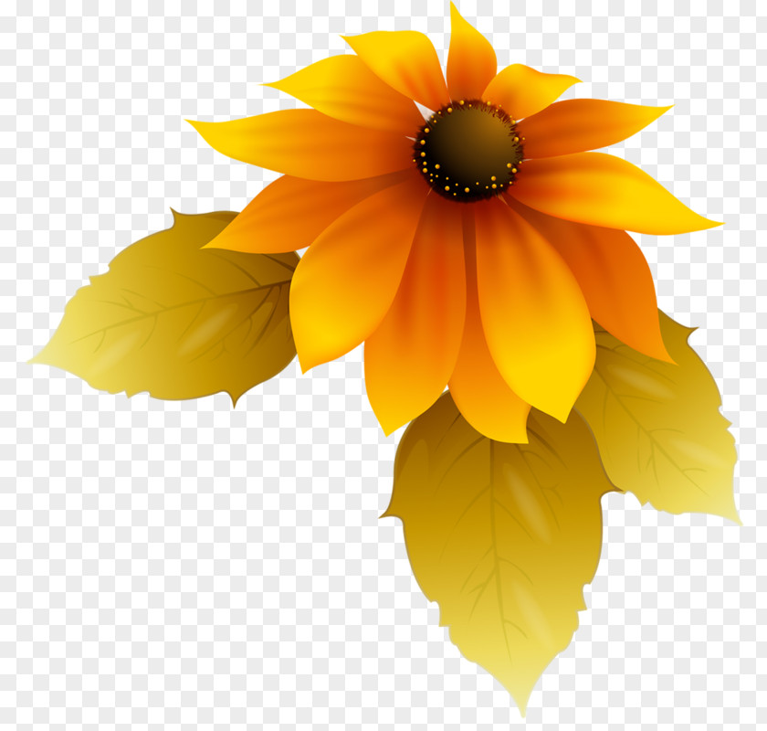 Flower Common Sunflower Animaatio Blanket Flowers PNG