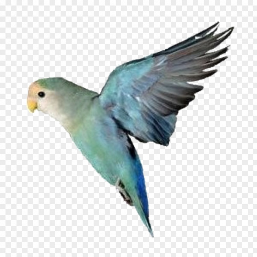 Parrot Rosy-faced Lovebird Yellow-collared Budgerigar PNG