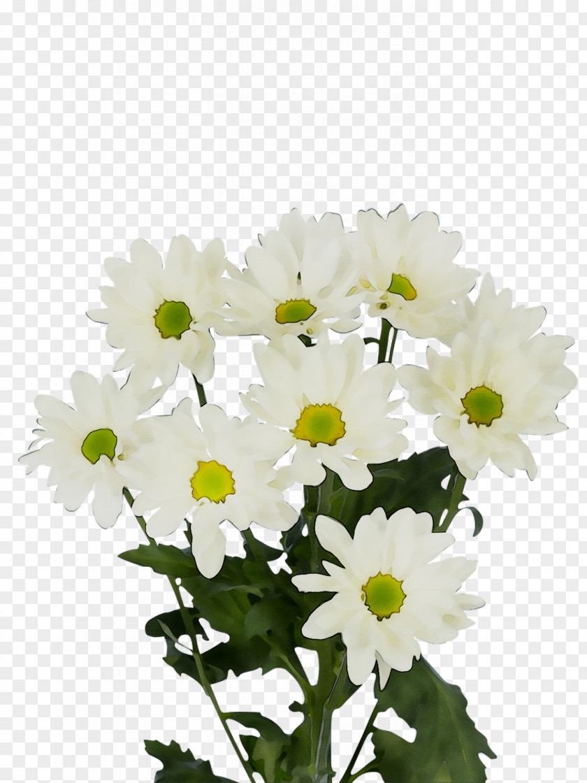 Chrysanthemum Oxeye Daisy Marguerite Feverfew Transvaal PNG