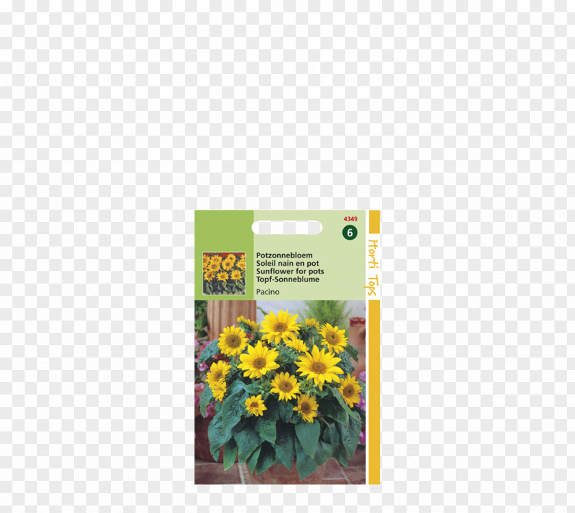 Grass Garden Common Sunflower Annual Plant Sowing Yellow Plants PNG