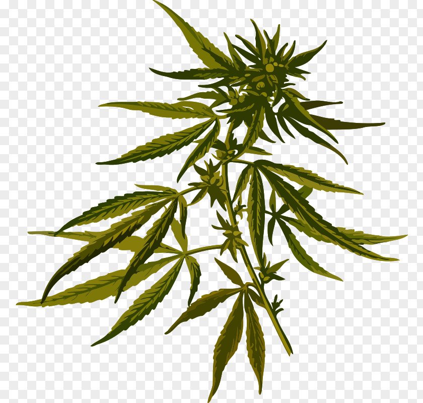 Marijuana Cannabis Sativa Hemp Plant Clip Art PNG