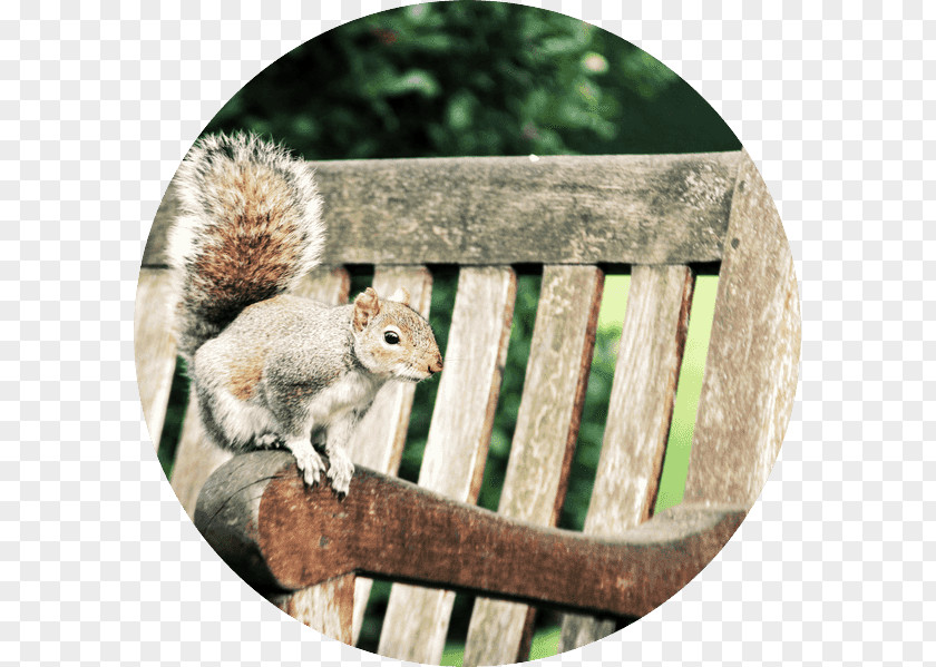 Squirrel Chipmunk 02021 Fox Wildlife PNG