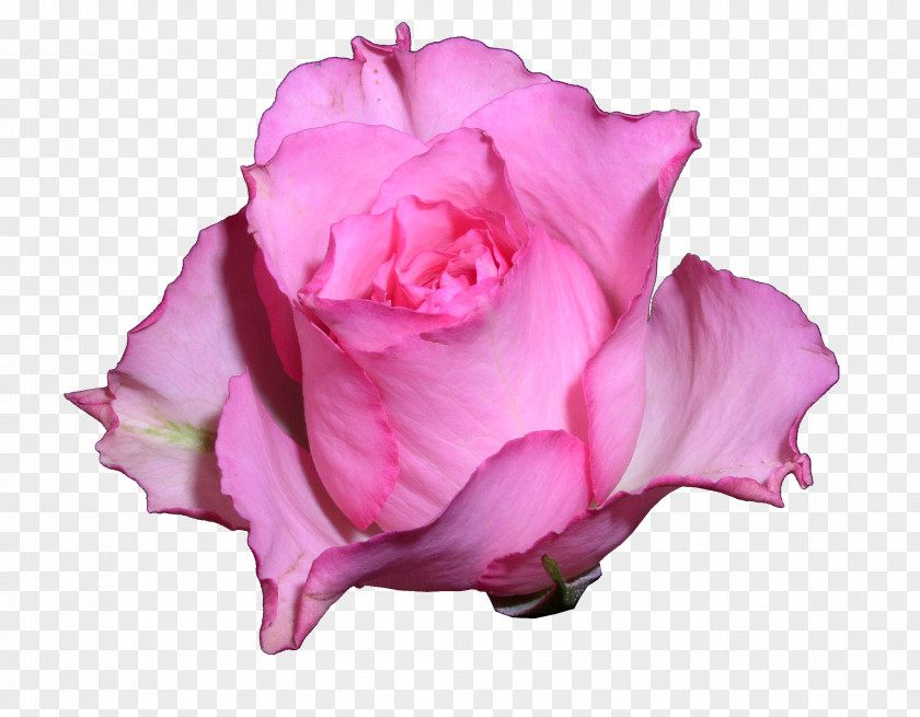 Teacher Garden Roses Teachers' Day School Last Bell PNG