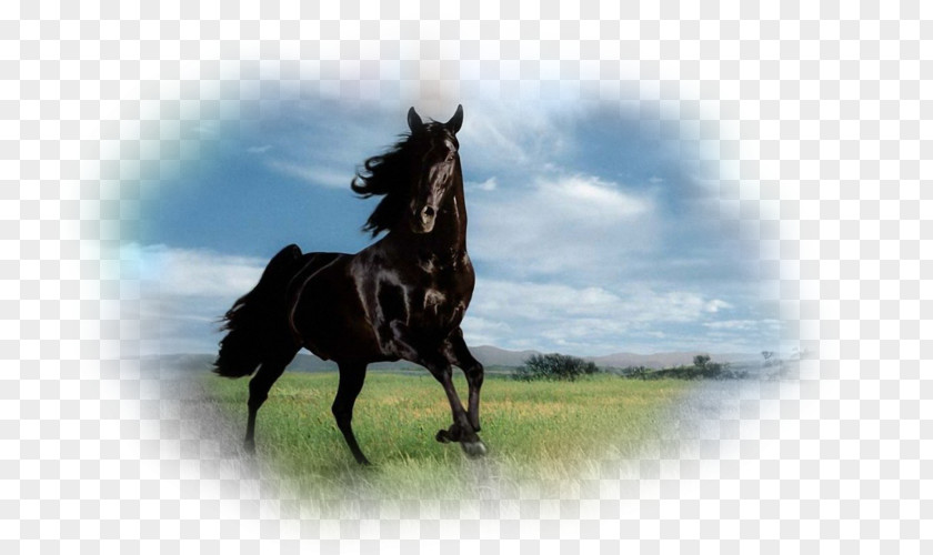 7 Horse Stallion Thoroughbred Andalusian Desktop Wallpaper Mare PNG