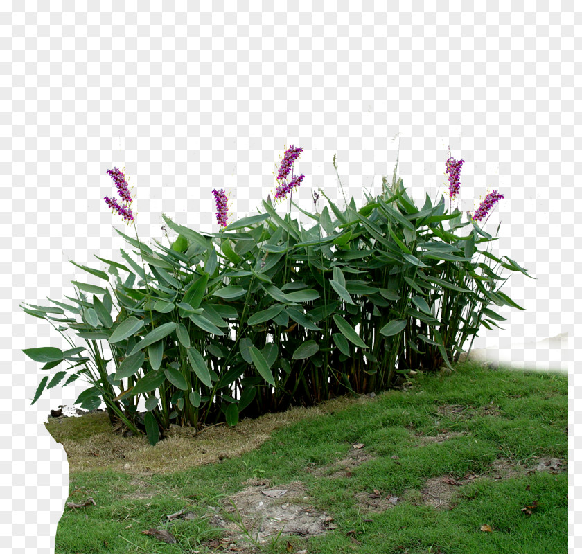 Creative Meadow Plants Aquatic Plant Viridiplantae Landscape PNG