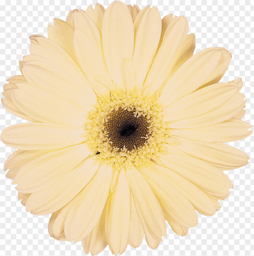 Gerbera Daisy Family Cut Flowers Transvaal Chrysanthemum PNG