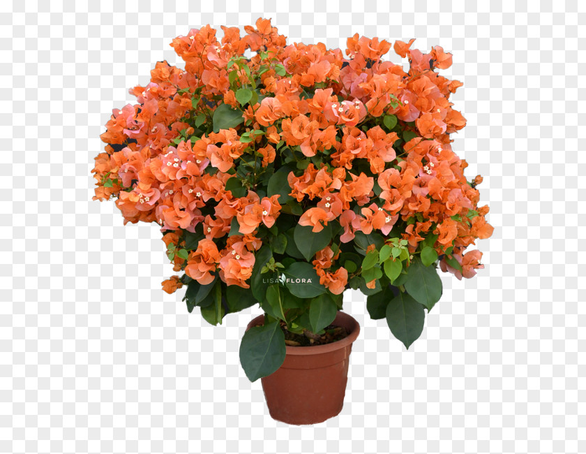 Impatiens Cut Flowers Flowerpot Houseplant Shrub Flowering Plant PNG