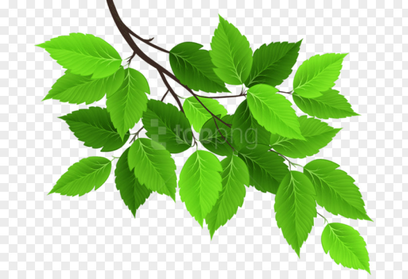 Ivy Mock Orange Autumn Tree Branch PNG