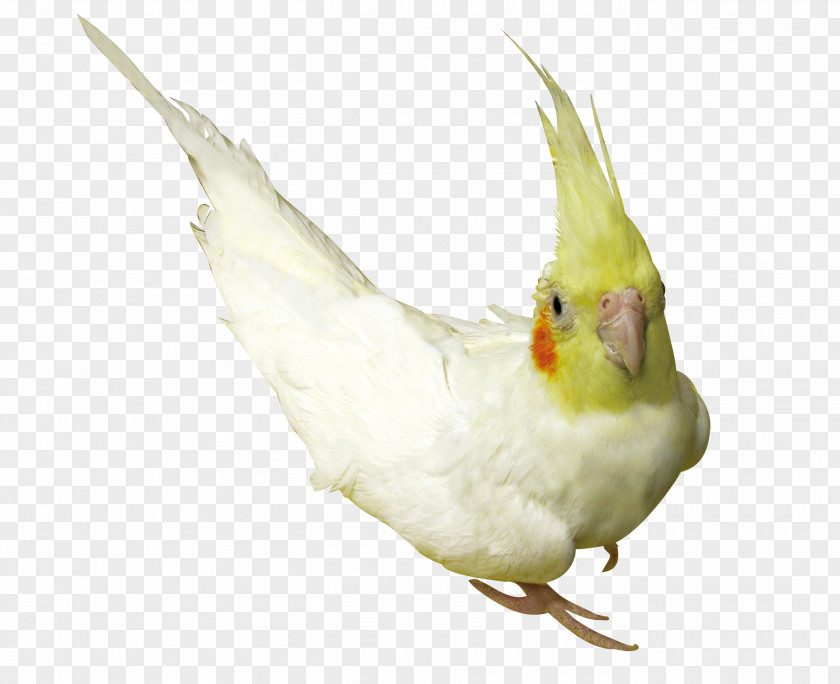 Parrot Kind Cockatiel Lovebird Budgerigar PNG